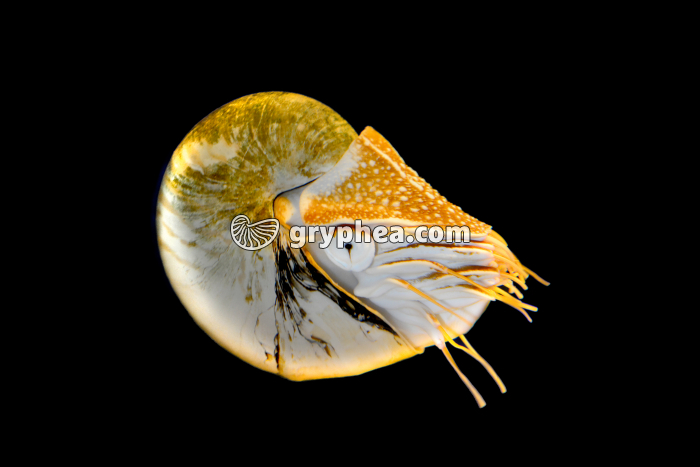 Nautile vivant - gryphea.com